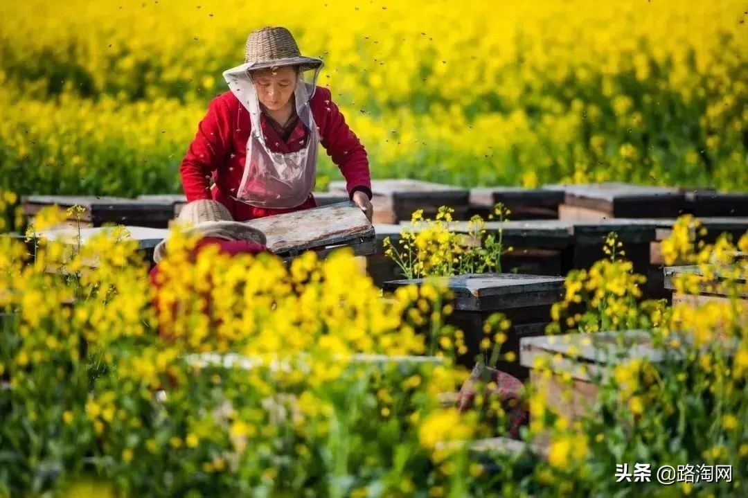 五一小长假结束再看一波各地美景,五一小长假去哪登山踏青看花好