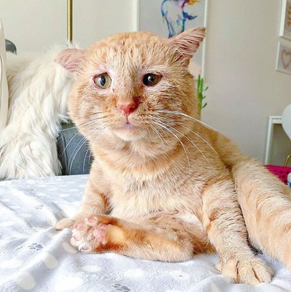 房东不准养猫谁能把猫领养,租房时房东不让养猫然后发了图片