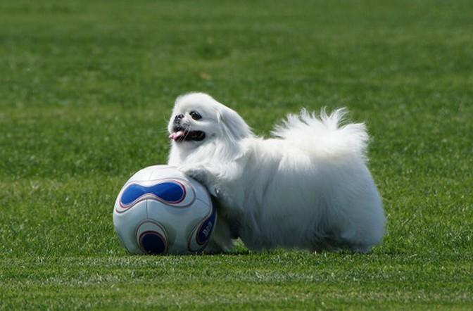 世界上12种最迷人的狗狗,12种超惹人喜爱的狗狗你认识几种