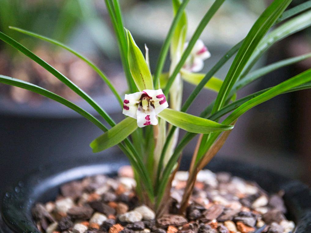 刚上盆的兰花可以直接浇水吗,兰花刚移盆能浇自来水吗