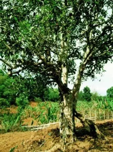 中国六大普洱茶山,普洱真正的六大茶山