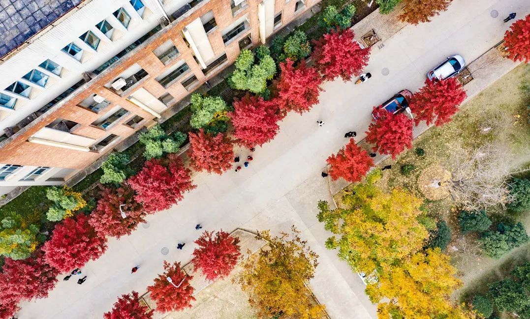 不输武大樱花，文华学院美“枫”了