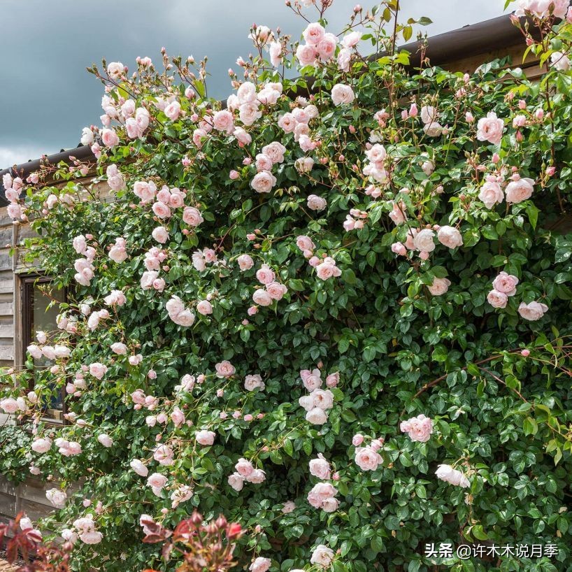 25个经典藤本月季大盘点。种一颗花满墙，新手好养长得快