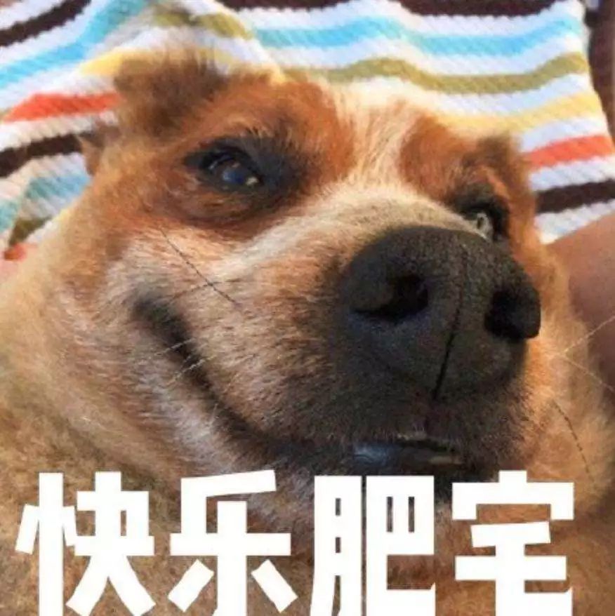 狗狗为什么养不胖,铲屎官必知的6个狗狗喂养好习惯