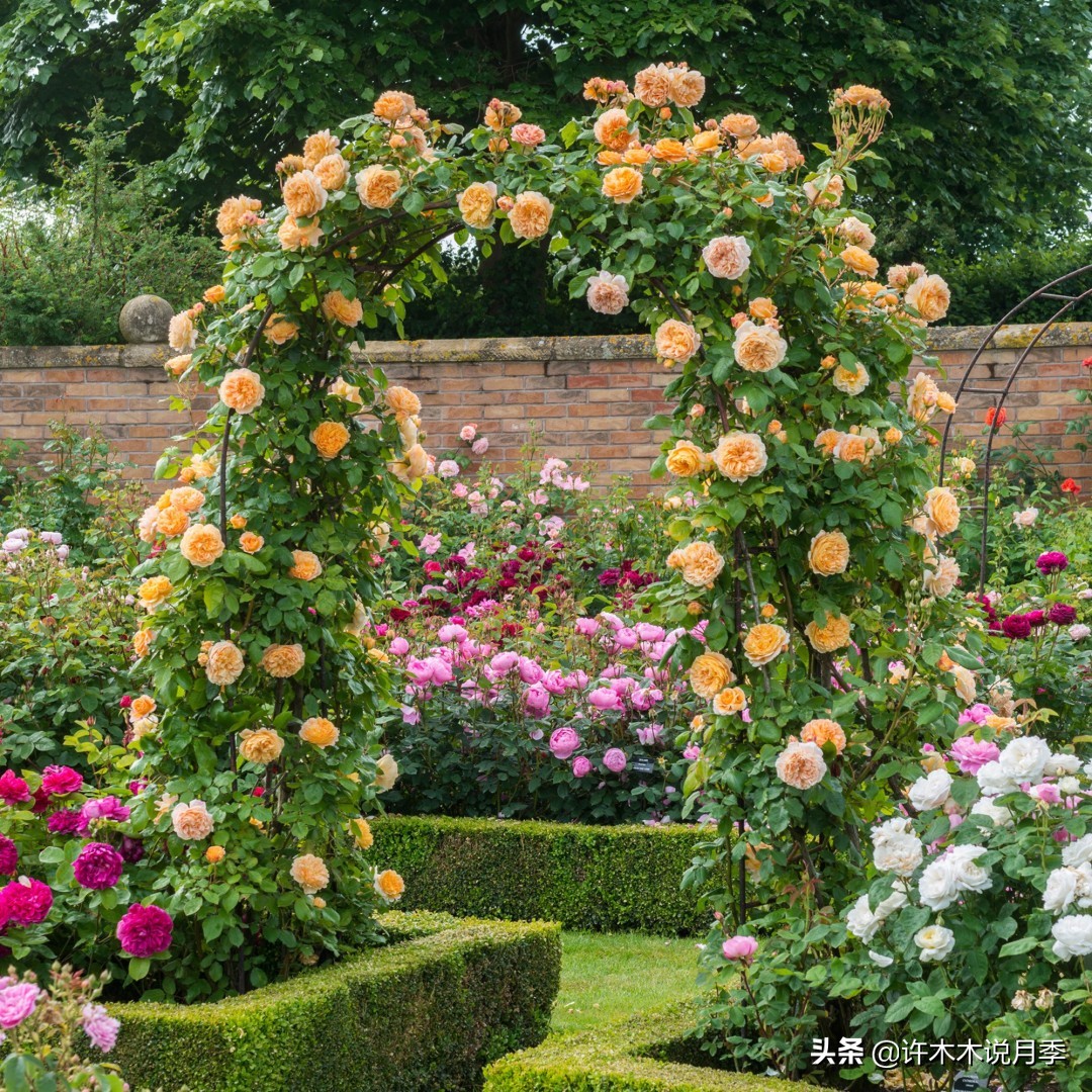 最好种植的藤本月季，种下一颗小苗，收获一片花海