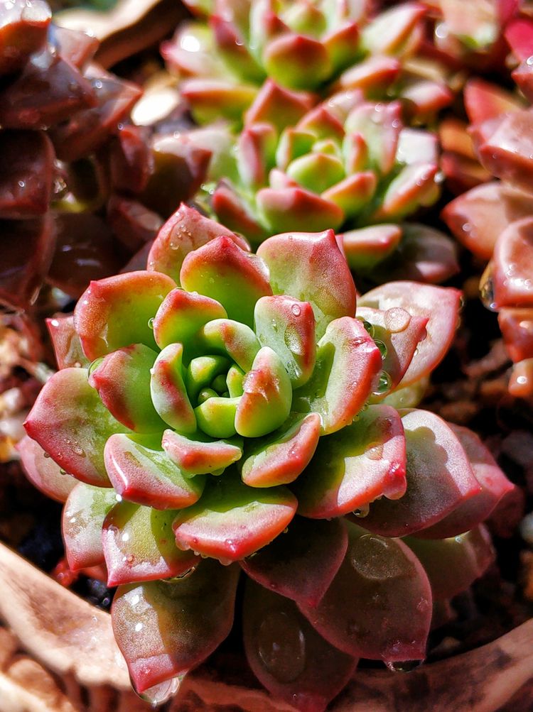 记录多肉长大的全过程,记录所有多肉成长过程