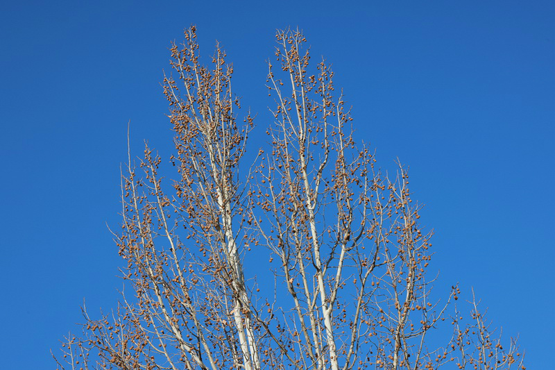 史上最轻便长焦利器佳能RF70-200mmF4L镜头评测