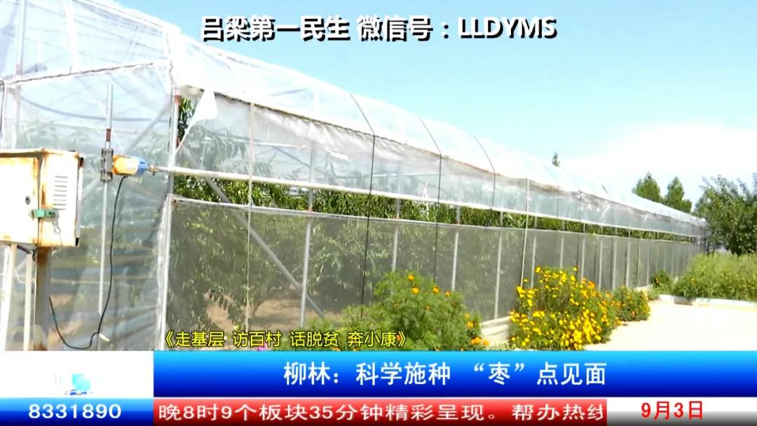 柳林：科学施种“枣”点见面