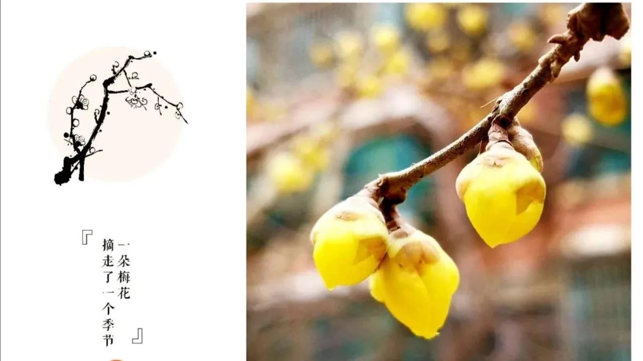 冬之树木，像不像十月怀胎的母亲～冬日随想