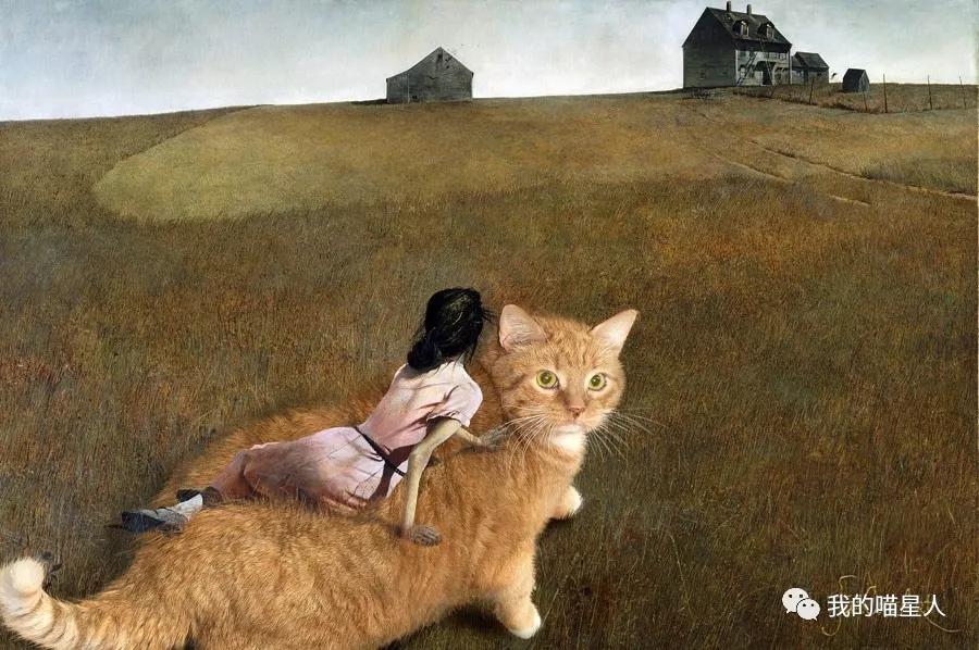 胖橘猫画作,一位画家把自己的猫画成卡通人物
