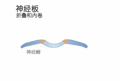 人类是真的经过设计的吗,大胆的推测