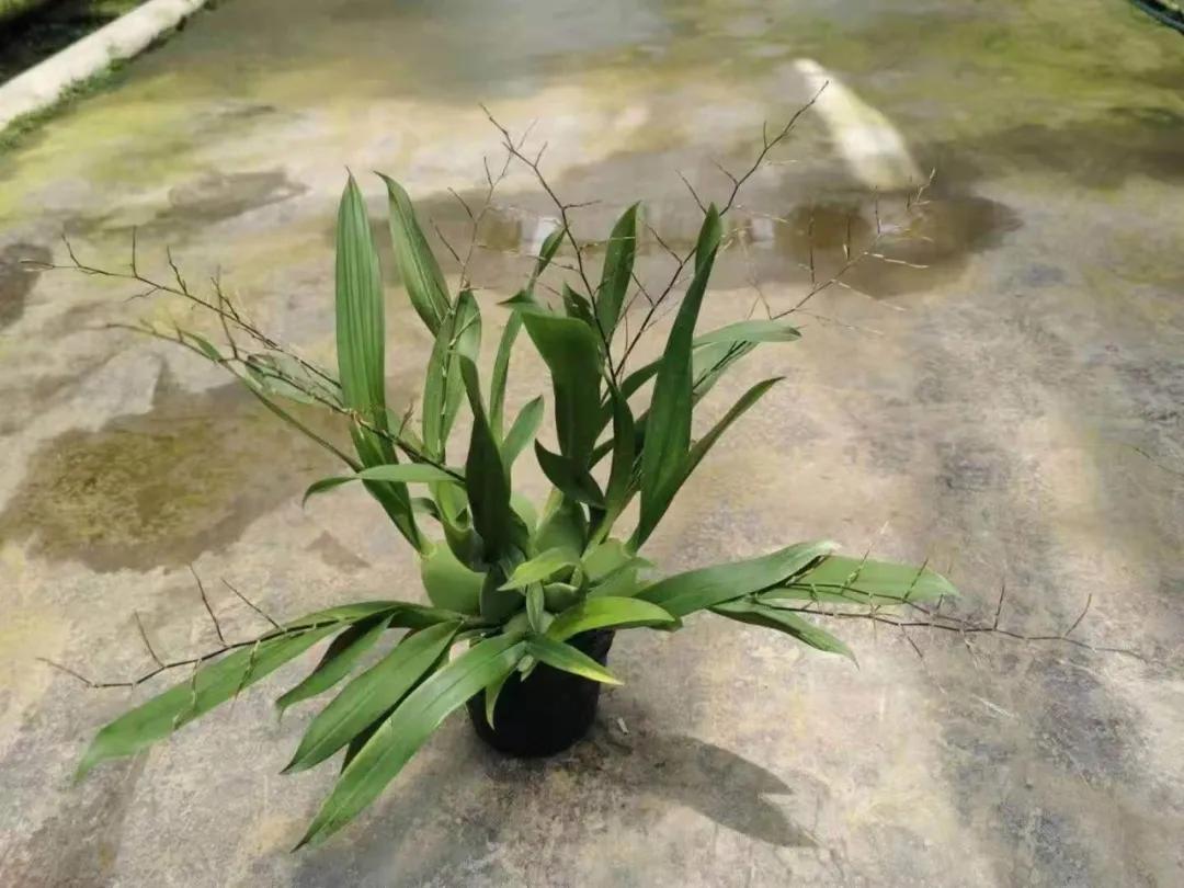 梦香兰的养殖方法,梦香兰花苗