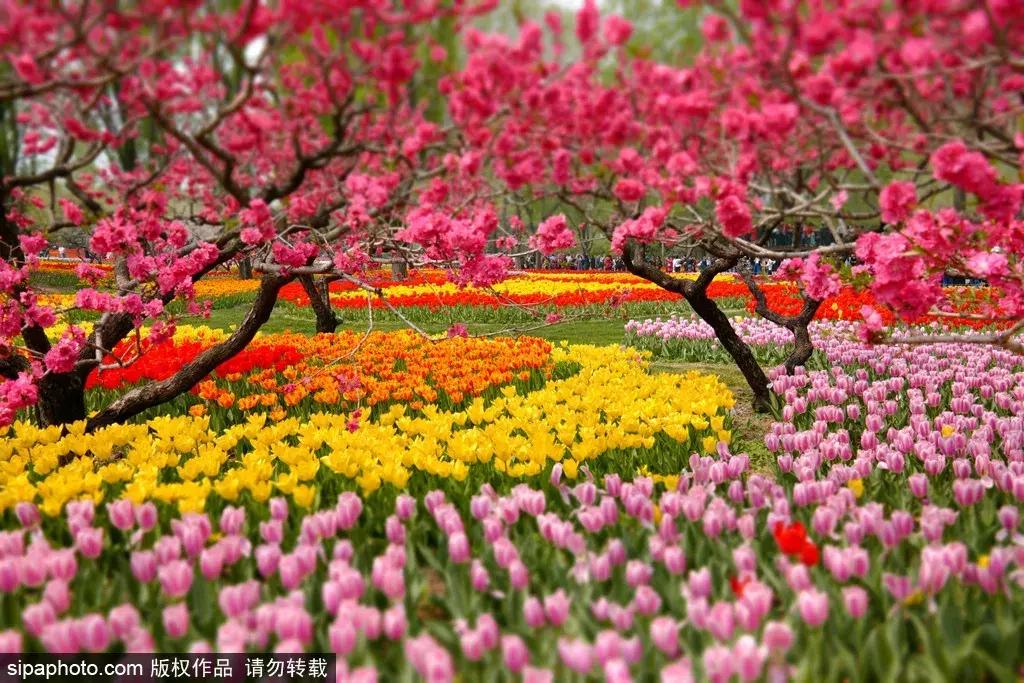 荷兰郁金香花海,不出北京游世界