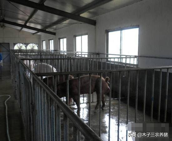 猪圈臭气熏天,猪圈臭味
