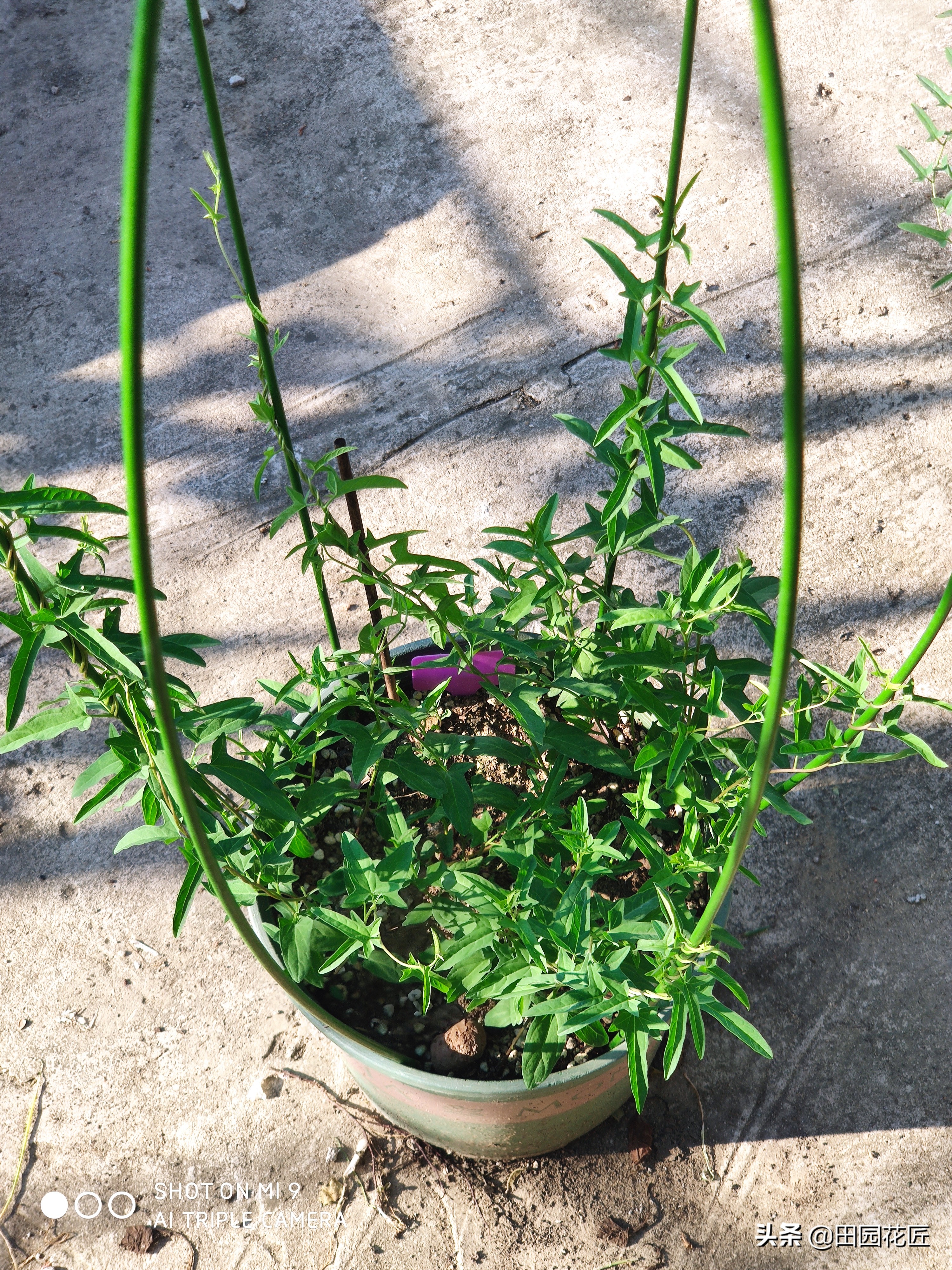 牡丹掐枝黄叶的处理方法,缠枝牡丹叶子发黄怎么处理