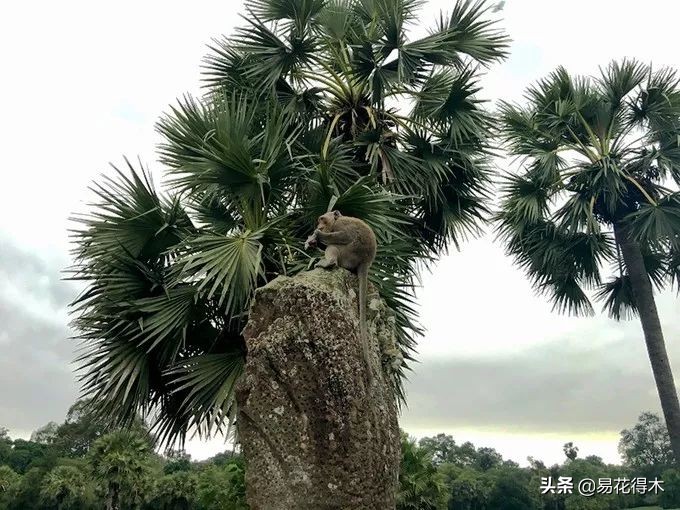 佛教为什么有五树六花,佛教中的五树六花图片