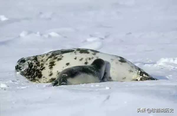 海洋里的哺乳动物是怎么哺乳的,海洋哺乳动物怎么喝水