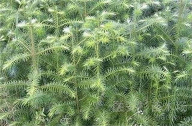 杉木栽植技术要点有哪些,杉木种植方法与技术