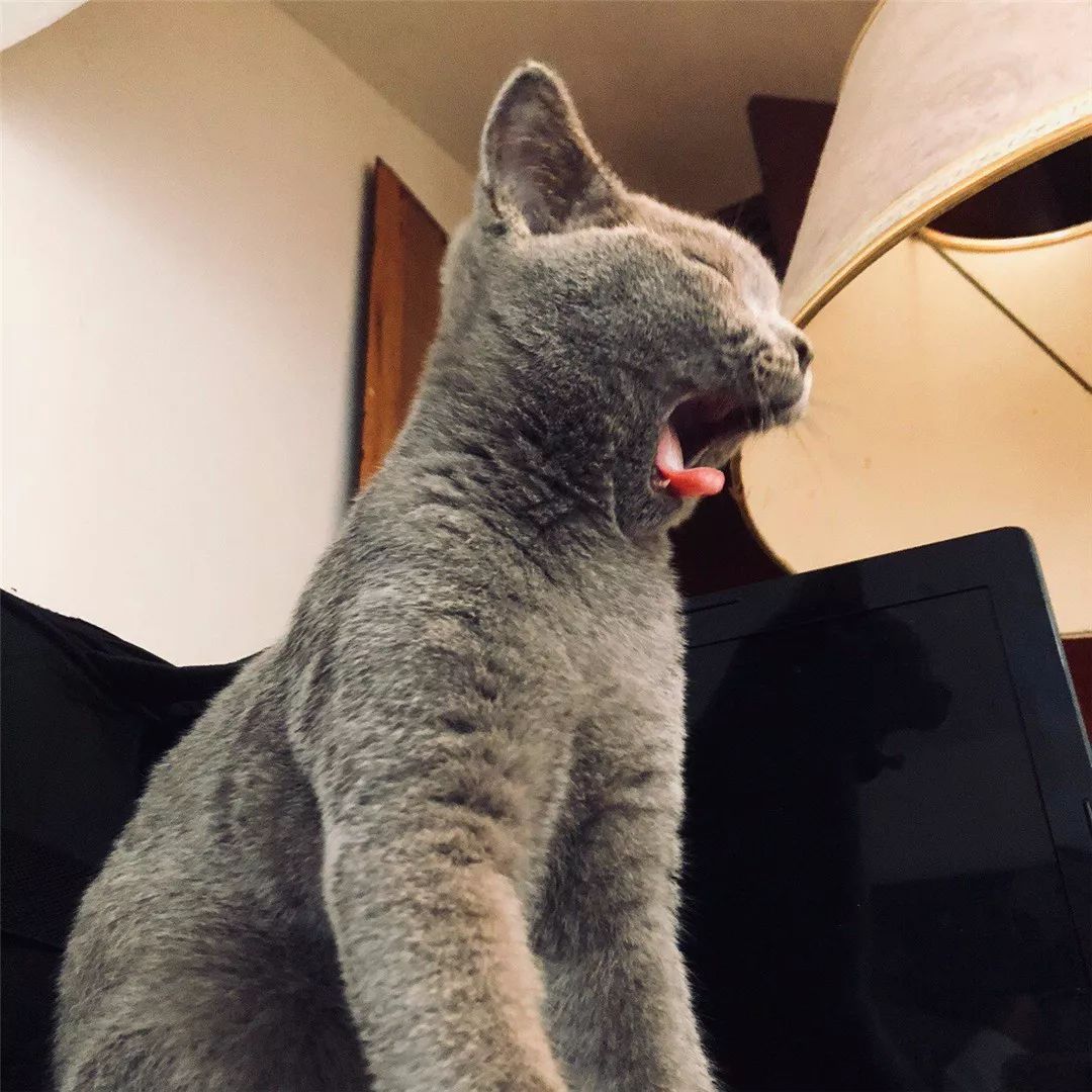 宿管查宿舍猫咪藏哪,宿管阿姨查寝看见猫咪