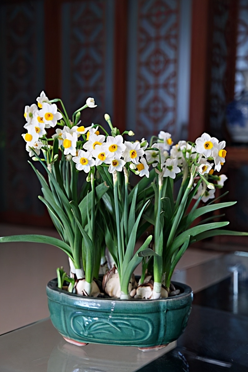 招财富贵花有哪些,高级富贵花给人带来吉祥好运