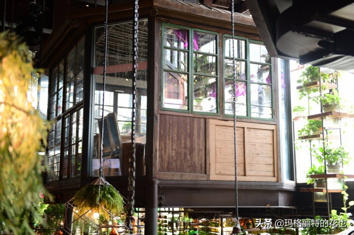 网红餐厅“胡桃里”的绿植布置|行摄