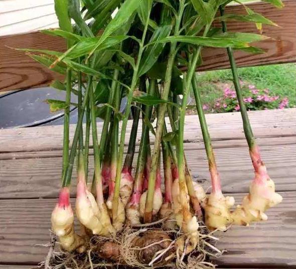 盆栽的生姜冬天要挖出来吗,削完皮的生姜可以直接放花盆里