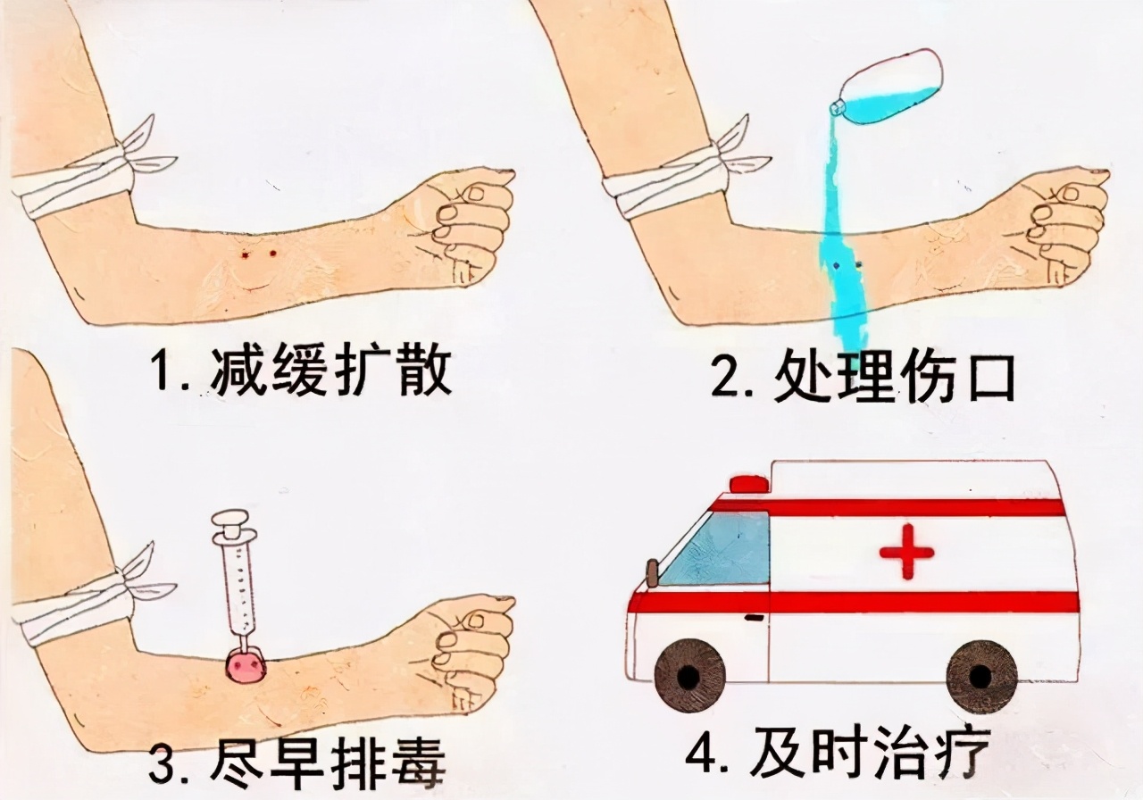 海关截获4米长的巨型眼镜王蛇,江苏眼镜王蛇