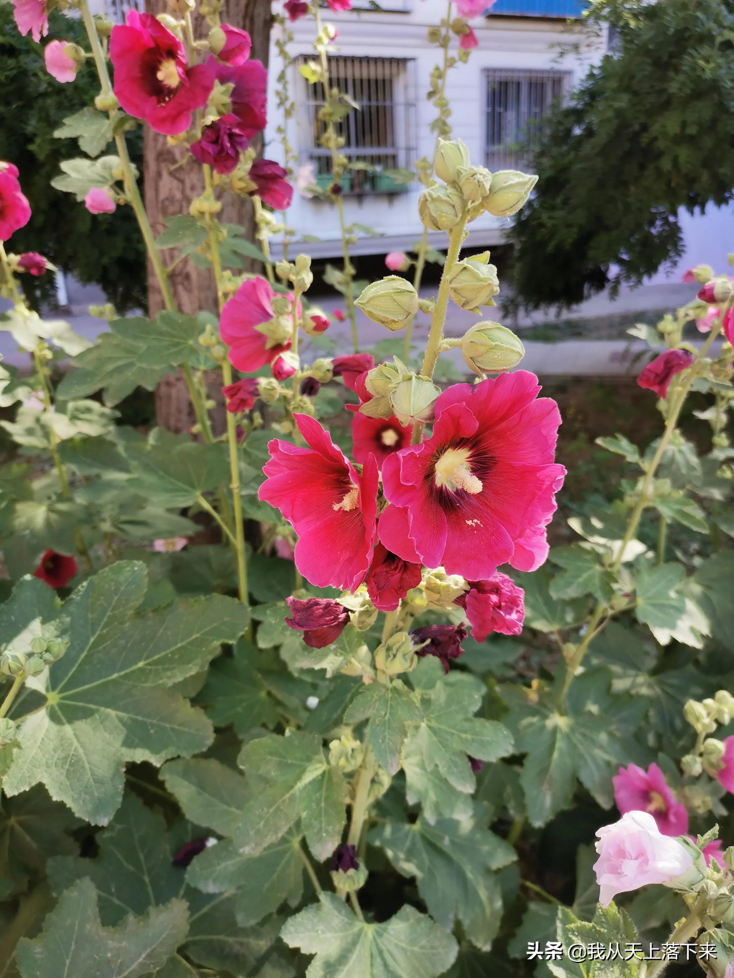 100张花朵美图,100张花图片大全