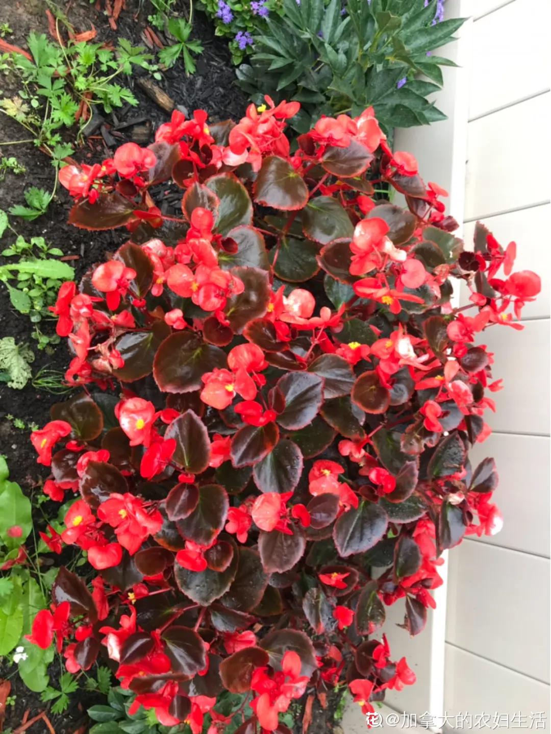 春天开的花有哪些常见又漂亮,十大名花在春天开的有哪些