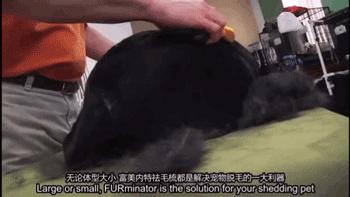 为抢玩具狗子跳起电臀舞！这么搞笑的屁屁可以看一年