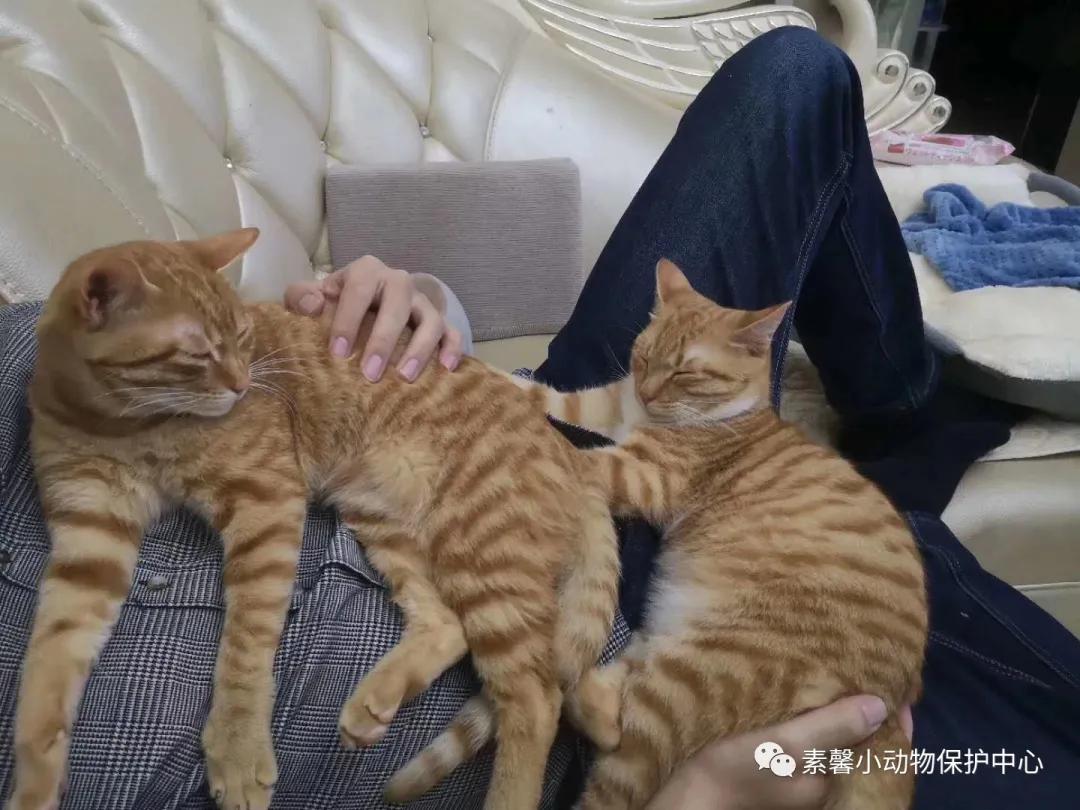 领养代替购买|2021年6月份福州线上宠物领养活动