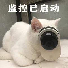 春节回家家里的猫咪怎么办,春节期间猫咪留守怎么办
