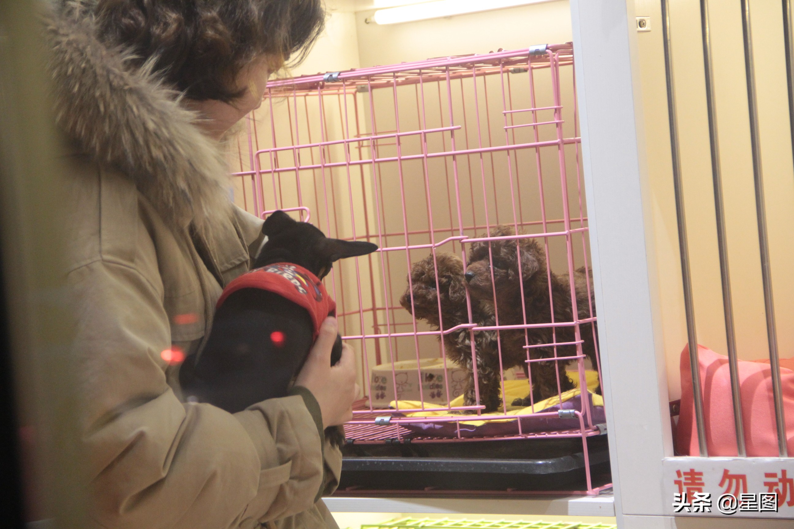 家庭式宠物猫寄养前景,猫舍年关寄养费