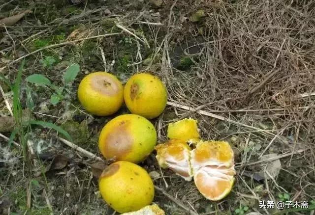 幼果期虫害,防止果树生虫子小妙招