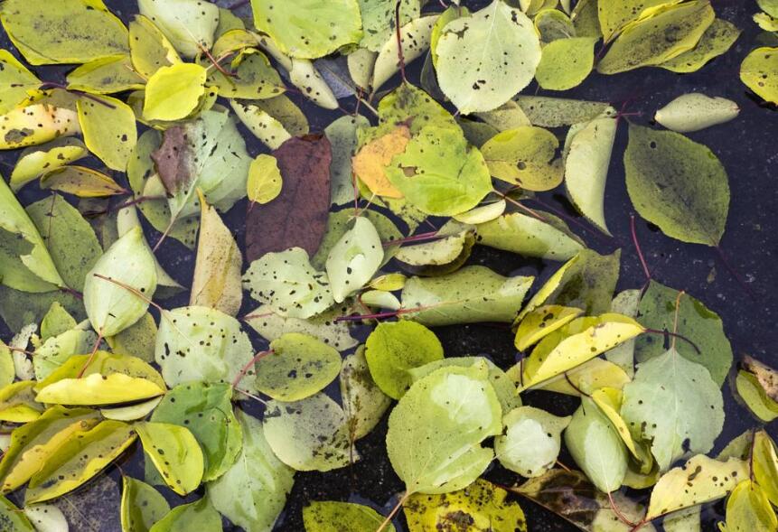 盆栽植物不长也不死怎么办,不易死的盆栽植物