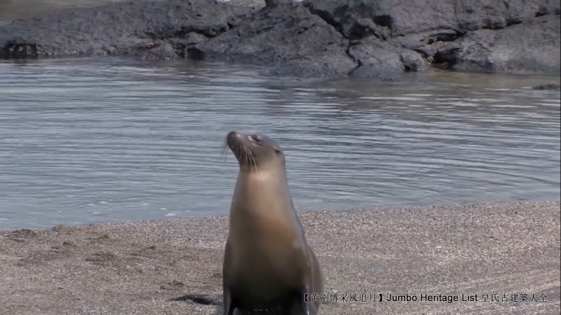 世界上最长寿的象龟多少岁,迄今发现最长寿的龟