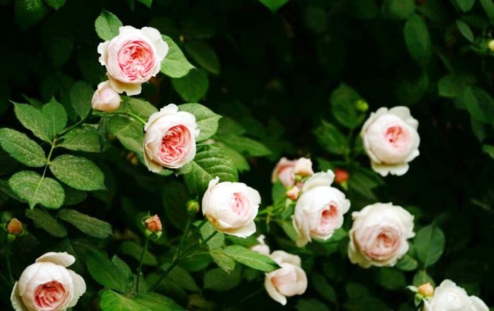 心灵鸡汤经典语录短句正能量,经典走心的心灵鸡汤语录句句精辟