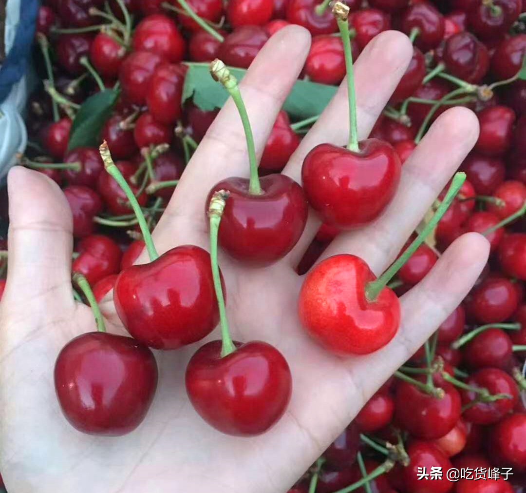 车厘子与大樱桃的区别,爱吃樱桃车厘子