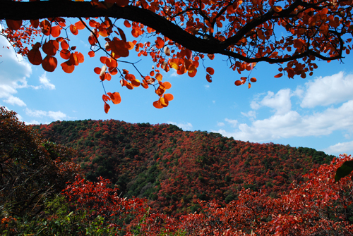 三门峡甘山国家森林公园最新消息,三门峡甘山国家森林公园马拉松