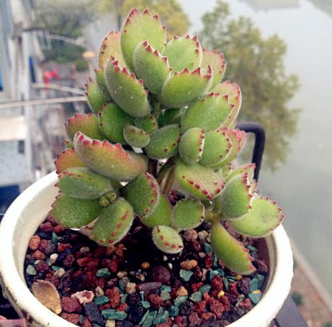 这些多肉因颜值入坑,什么系的多肉颜值高皮实好养