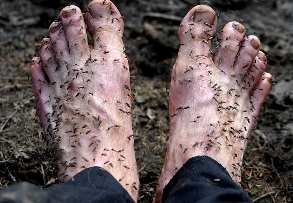 中国挖掘猛犸象牙,战斗民族挖到冰面