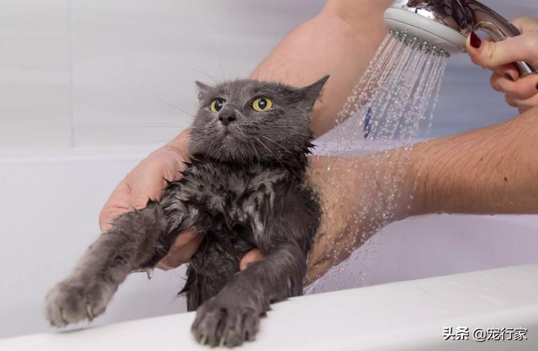 猫咪不爱洗澡宠物店的人怎么洗,猫咪洗澡是去宠物店洗还是自己洗