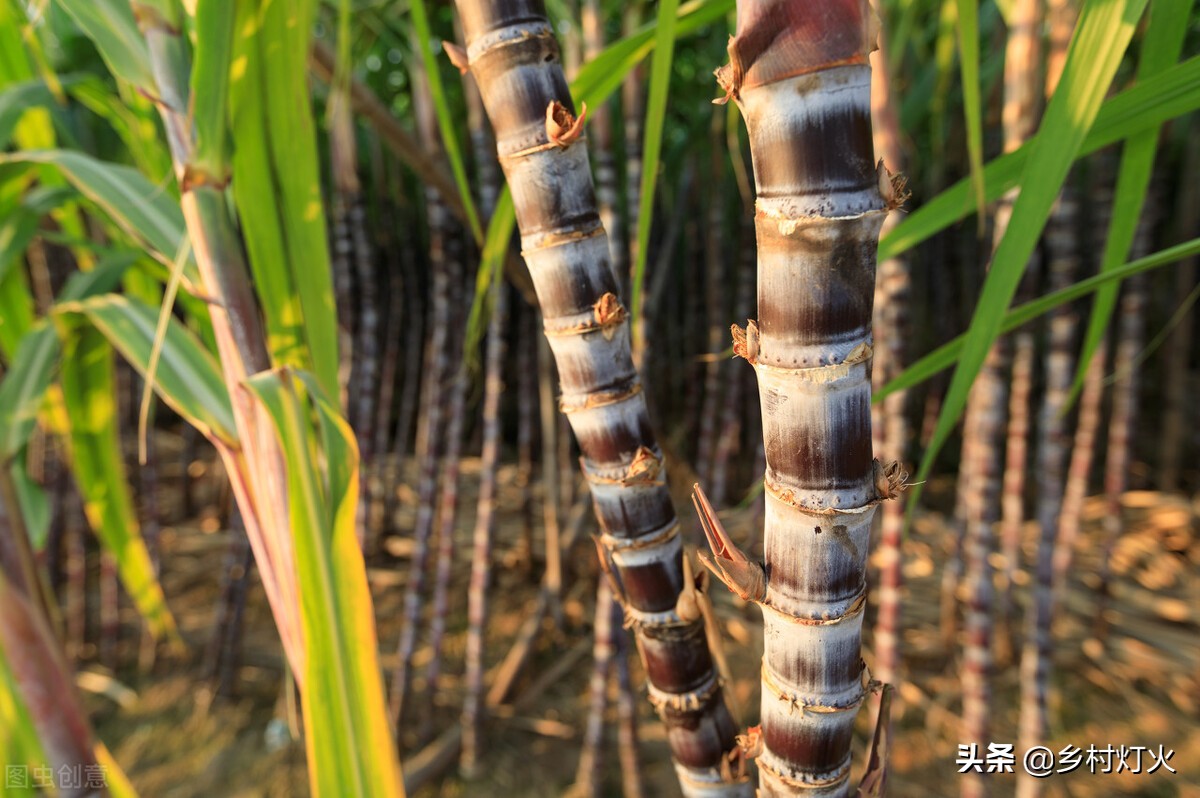 甘蔗断面出现红丝代表什么？是烂甘蔗吗？其实不全是