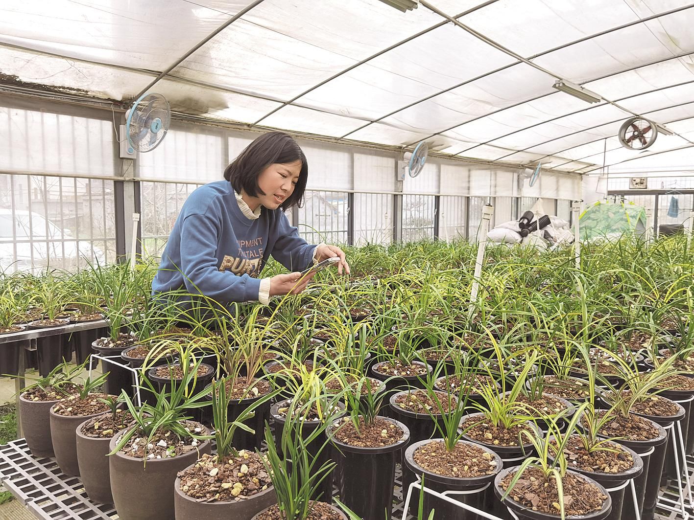 随县万和镇蕙兰之乡,随县擦亮中国蕙兰之乡名片