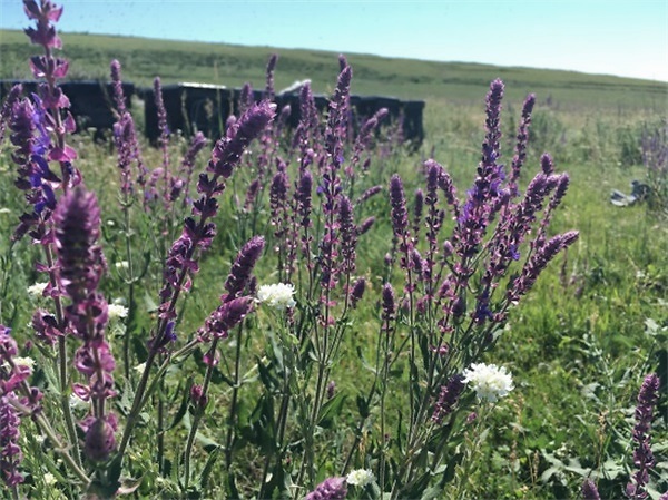 青藏高原藏蜜和一般蜂蜜有区别吗,青藏高原野蜂蜜