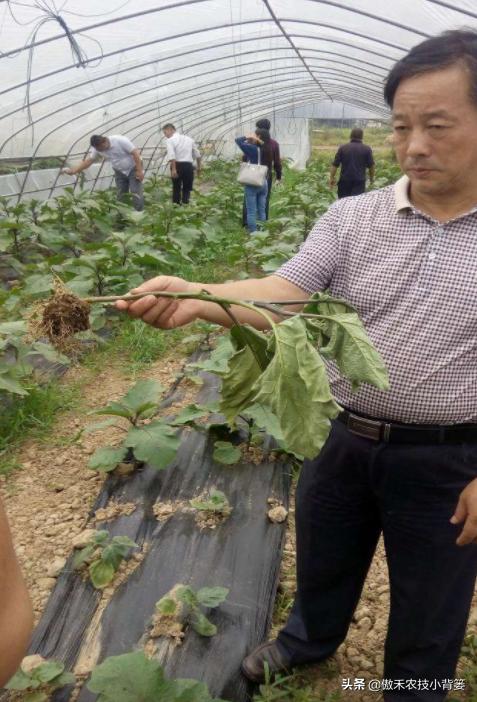 农作物灌根用什么杀菌药效果好,阿维菌素灌根可以防治哪些病害