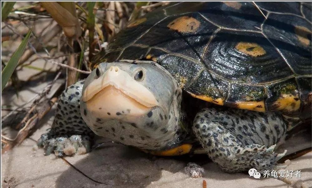 钻纹分类大全,钻纹基础知识