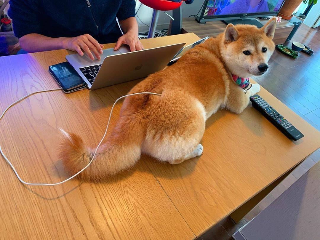 1500的柴犬长什么样,柴犬上万的价格正常吗