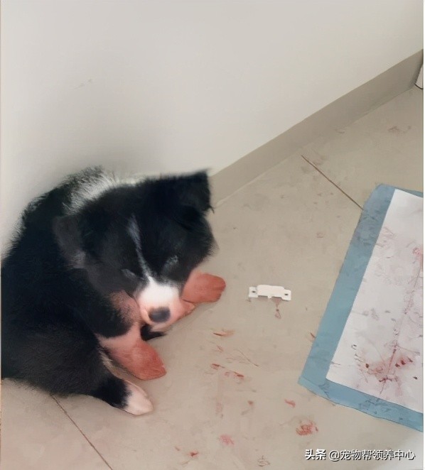 边牧趴在地上的视频,边牧躺在地上