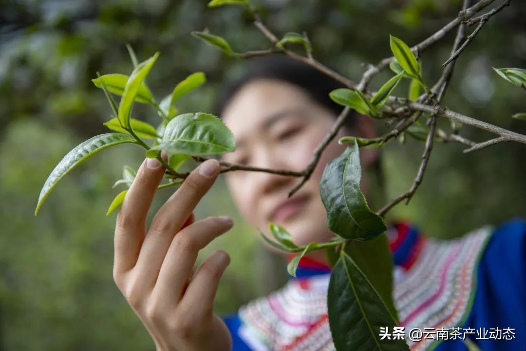 谷雨茶是什么,谷雨茶是什么用处的茶